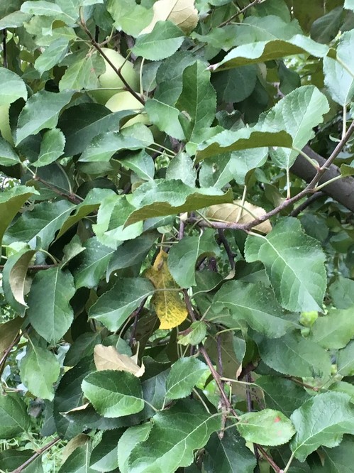ダニが寄生して茶色くなってしまった葉っぱ。これはダニの害が進んだ状態です。
葉の表から見てもわかりませんが、ダニは葉の裏にいて、多くの葉の裏が黄色くなっています。
